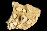 Exquisite Miniature Ammonite Fossil Cluster - France #92513-1